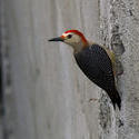 1708-red-bellied woodpecker